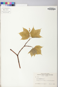 Acer pensylvanicum image