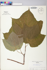 Acer pensylvanicum image