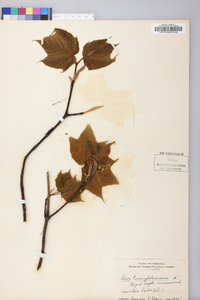 Acer pensylvanicum image