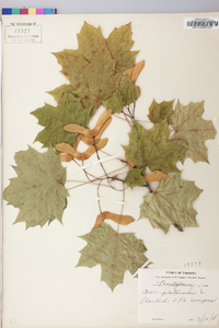 Acer platanoides image