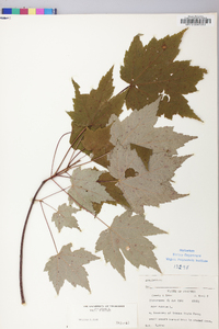 Acer rubrum var. rubrum image