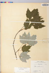 Acer rubrum var. rubrum image