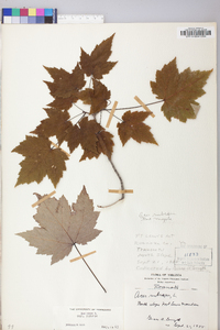 Acer rubrum var. rubrum image