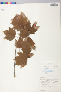 Acer rubrum var. rubrum image