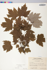 Acer rubrum var. rubrum image