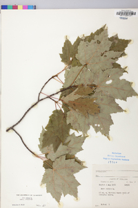 Acer rubrum var. rubrum image