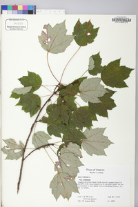 Acer rubrum var. trilobum image