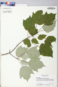 Acer rubrum var. trilobum image