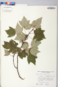 Acer rubrum var. trilobum image