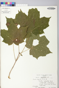 Acer nigrum image