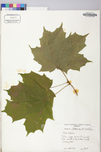 Acer nigrum image