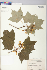 Acer nigrum image