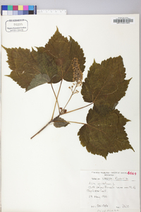 Acer spicatum image