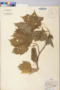 Acer spicatum image