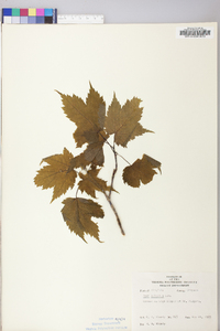 Acer spicatum image