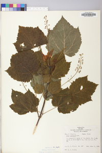 Acer spicatum image