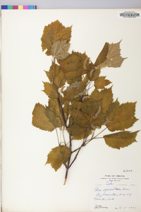 Acer spicatum image