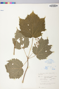 Acer spicatum image