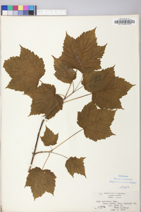 Acer spicatum image