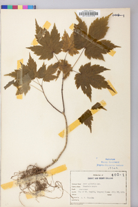 Acer spicatum image