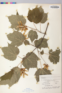 Acer spicatum image