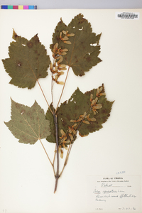 Acer spicatum image