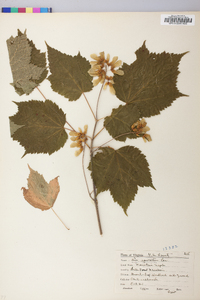 Acer spicatum image