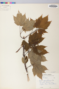 Acer spicatum image