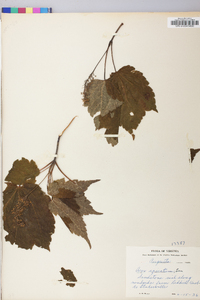 Acer spicatum image