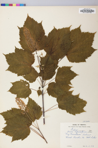 Acer spicatum image