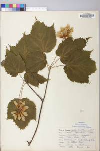 Acer spicatum image