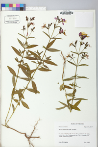 Rhexia ventricosa image