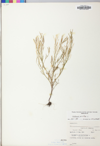 Cardamine parviflora image