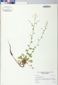 Cardamine rotundifolia image