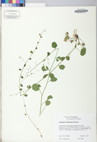 Cardamine rotundifolia image