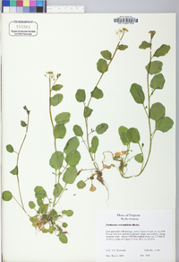 Cardamine rotundifolia image