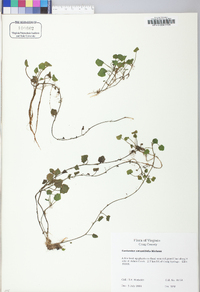 Cardamine rotundifolia image