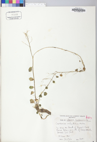 Cardamine rotundifolia image