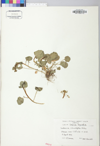 Cardamine rotundifolia image