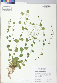 Cardamine rotundifolia image