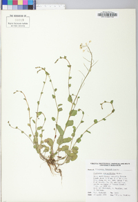 Cardamine rotundifolia image