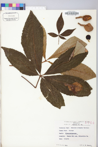 Aesculus flava image