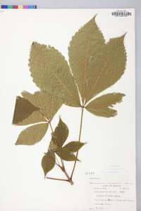 Aesculus flava image