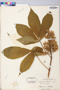 Aesculus flava image