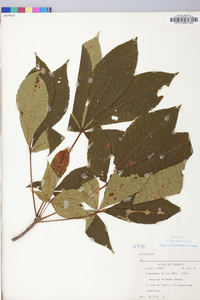 Aesculus flava image