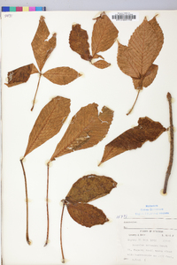 Aesculus flava image