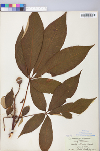 Aesculus flava image