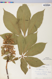 Aesculus flava image