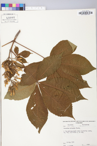 Aesculus flava image