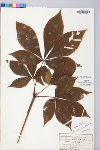 Aesculus flava image